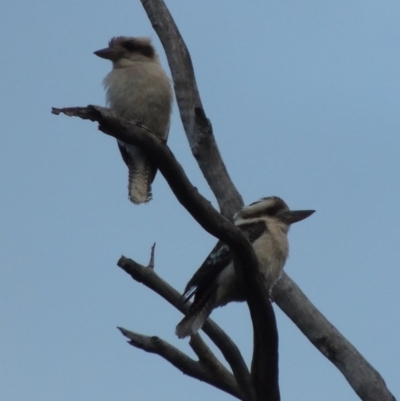 Dacelo novaeguineae (Laughing Kookaburra) at Rob Roy Range - 4 Nov 2017 by michaelb