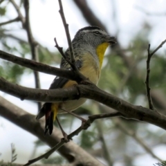 Pardalotus punctatus (Spotted Pardalote) at Tidbinbilla Nature Reserve - 21 Oct 2016 by RodDeb