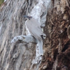 Philemon corniculatus (Noisy Friarbird) at Conder, ACT - 4 Nov 2017 by MichaelBedingfield