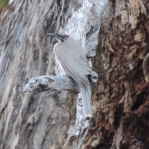 Philemon corniculatus at Conder, ACT - 4 Nov 2017 08:17 PM