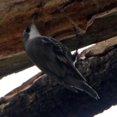 Cormobates leucophaea (White-throated Treecreeper) at Tidbinbilla Nature Reserve - 10 Aug 2017 by RodDeb