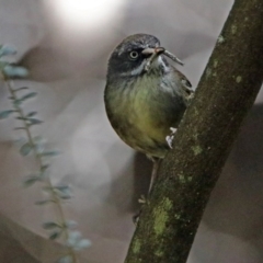 Sericornis frontalis (White-browed Scrubwren) at Paddys River, ACT - 22 Nov 2017 by RodDeb