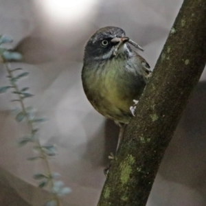 Sericornis frontalis at Paddys River, ACT - 22 Nov 2017