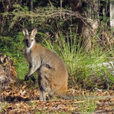 Notamacropus rufogriseus (Red-necked Wallaby) at Paddys River, ACT - 21 Jun 2017 by RodDeb