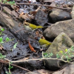 Melithreptus lunatus (White-naped Honeyeater) at Tidbinbilla Nature Reserve - 10 Mar 2017 by RodDeb