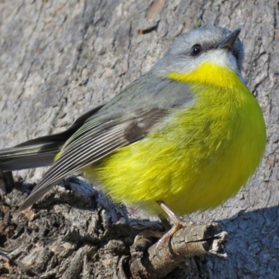 Eopsaltria australis (Eastern Yellow Robin) at Tidbinbilla Nature Reserve - 21 Jun 2017 by RodDeb