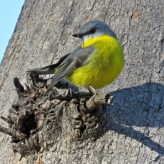 Eopsaltria australis at Paddys River, ACT - 21 Jun 2017 02:10 PM