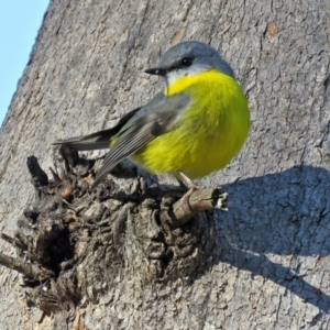 Eopsaltria australis at Paddys River, ACT - 21 Jun 2017