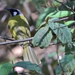 Nesoptilotis leucotis (White-eared Honeyeater) at Paddys River, ACT - 18 Oct 2017 by RodDeb