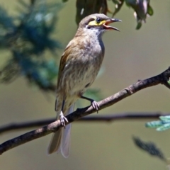 Caligavis chrysops (Yellow-faced Honeyeater) at Paddys River, ACT - 22 Nov 2017 by RodDeb