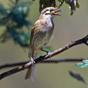 Caligavis chrysops at Paddys River, ACT - 22 Nov 2017