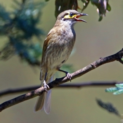 Caligavis chrysops (Yellow-faced Honeyeater) at Paddys River, ACT - 22 Nov 2017 by RodDeb