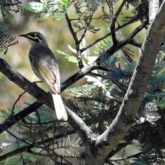 Caligavis chrysops at Paddys River, ACT - 22 Nov 2017