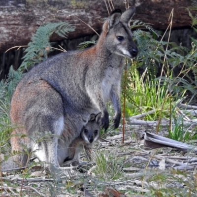 Notamacropus rufogriseus (Red-necked Wallaby) at Tidbinbilla Nature Reserve - 21 Sep 2017 by RodDeb