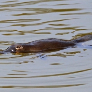 Ornithorhynchus anatinus at Paddys River, ACT - 21 Sep 2017 01:36 PM