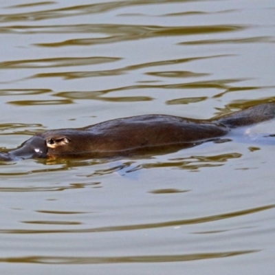 Ornithorhynchus anatinus (Platypus) at Paddys River, ACT - 21 Sep 2017 by RodDeb