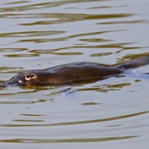 Ornithorhynchus anatinus at Paddys River, ACT - 21 Sep 2017