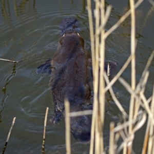 Ornithorhynchus anatinus at Paddys River, ACT - 21 Sep 2017 01:36 PM