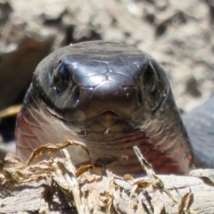 Pseudechis porphyriacus (Red-bellied Black Snake) at Paddys River, ACT - 19 Feb 2017 by RodDeb