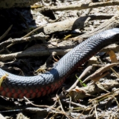 Pseudechis porphyriacus at Paddys River, ACT - 19 Feb 2017 02:29 PM