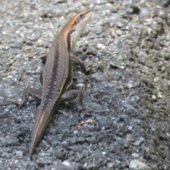 Lampropholis guichenoti (Common Garden Skink) at Tidbinbilla Nature Reserve - 7 Jan 2016 by RodDeb