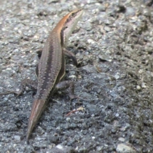 Lampropholis guichenoti at Paddys River, ACT - 8 Jan 2016