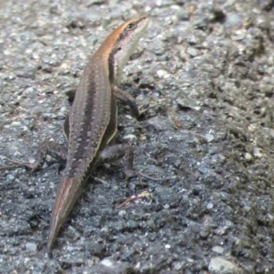 Lampropholis guichenoti (Common Garden Skink) at Paddys River, ACT - 8 Jan 2016 by RodDeb