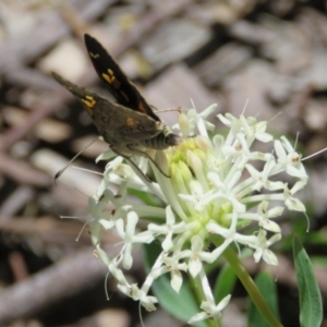 Trapezites phigalioides at Paddys River, ACT - 28 Nov 2016 12:00 AM