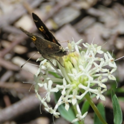 Trapezites phigalioides (Montane Ochre) at Tidbinbilla Nature Reserve - 28 Nov 2016 by RodDeb