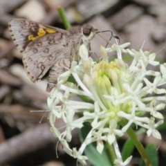 Trapezites phigalioides at Paddys River, ACT - 28 Nov 2016 12:00 AM