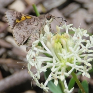 Trapezites phigalioides at Paddys River, ACT - 28 Nov 2016