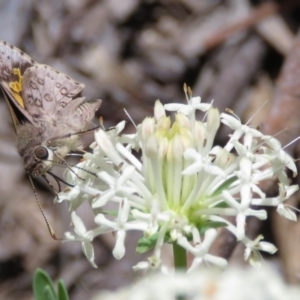 Trapezites phigalioides at Paddys River, ACT - 28 Nov 2016 12:00 AM