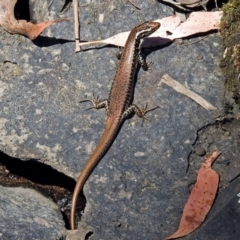 Eulamprus heatwolei (Yellow-bellied Water Skink) at Paddys River, ACT - 18 Oct 2017 by RodDeb