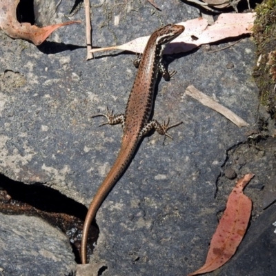 Eulamprus heatwolei (Yellow-bellied Water Skink) at Tidbinbilla Nature Reserve - 18 Oct 2017 by RodDeb