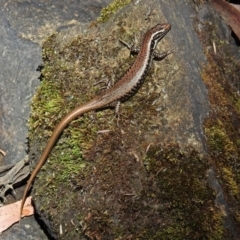 Eulamprus heatwolei at Paddys River, ACT - 18 Oct 2017