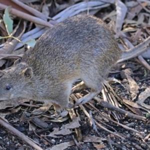 Isoodon obesulus obesulus at Paddys River, ACT - 28 Jul 2017