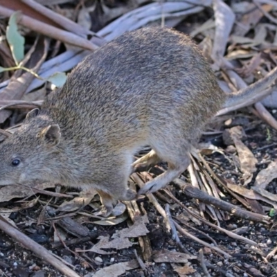 Isoodon obesulus obesulus (Southern Brown Bandicoot) at Tidbinbilla Nature Reserve - 28 Jul 2017 by RodDeb