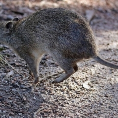 Isoodon obesulus obesulus at Paddys River, ACT - 28 Jul 2017