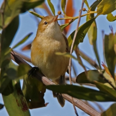 Acrocephalus australis (Australian Reed-Warbler) at Fyshwick, ACT - 3 Sep 2017 by RodDeb