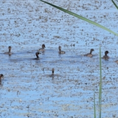 Tachybaptus novaehollandiae at Fyshwick, ACT - 2 Mar 2017