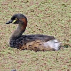 Tachybaptus novaehollandiae (Australasian Grebe) at Fyshwick, ACT - 22 Mar 2017 by RodDeb