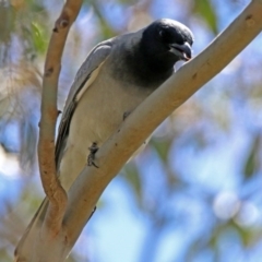 Coracina novaehollandiae (Black-faced Cuckooshrike) at Fyshwick, ACT - 1 Nov 2017 by RodDeb