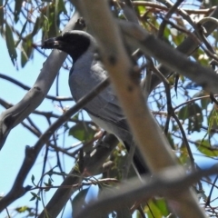 Coracina novaehollandiae at Fyshwick, ACT - 1 Nov 2017