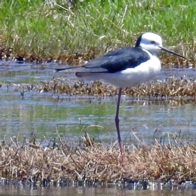 Himantopus leucocephalus (Pied Stilt) at Jerrabomberra Wetlands - 1 Nov 2017 by RodDeb