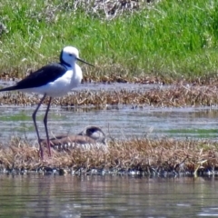 Himantopus leucocephalus at Fyshwick, ACT - 1 Nov 2017 12:40 PM