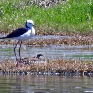 Himantopus leucocephalus at Fyshwick, ACT - 1 Nov 2017