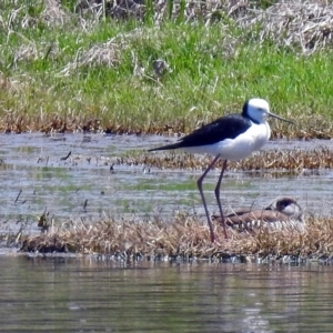 Himantopus leucocephalus at Fyshwick, ACT - 1 Nov 2017