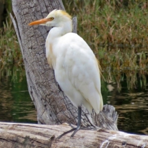 Bubulcus coromandus at Fyshwick, ACT - 15 Mar 2017