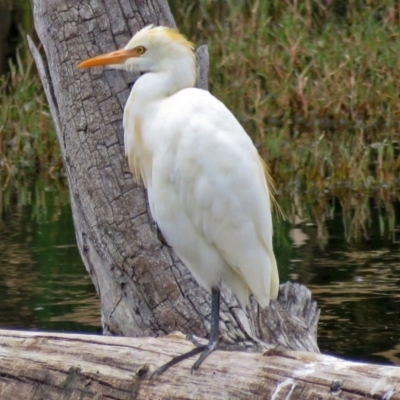 Bubulcus coromandus (Eastern Cattle Egret) at Fyshwick, ACT - 15 Mar 2017 by RodDeb