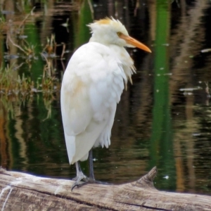 Bubulcus coromandus at Fyshwick, ACT - 15 Mar 2017